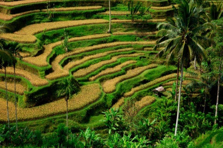 Tegalalang Rice Terraces (Ubud)